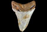 Bargain, Fossil Megalodon Tooth - North Carolina #83890-2